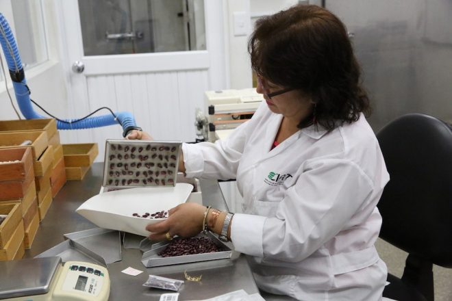 Process of counting seeds before packaging in the CIAT genebank. <br/>Credit: Shawn Landersz 