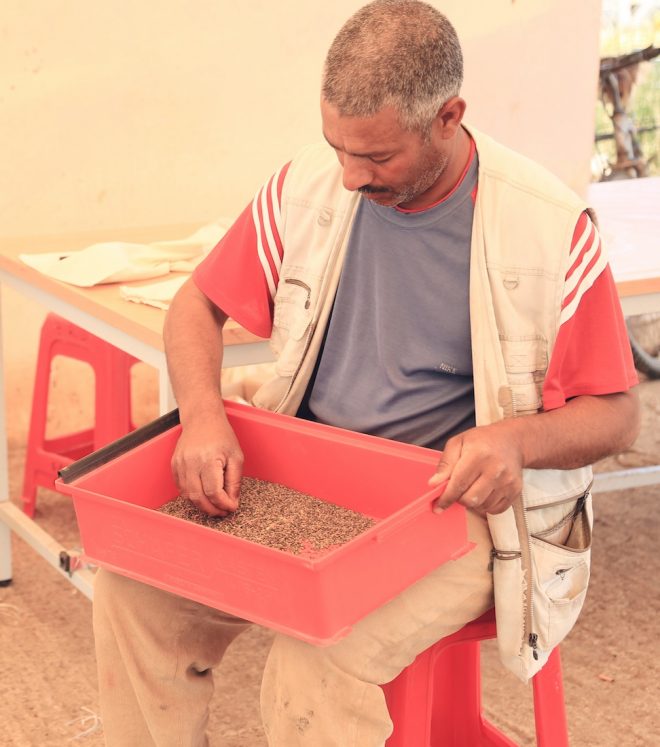 ICARDA technician sorts lentils at their station in Marchouch. Credit: Shawn Landersz 