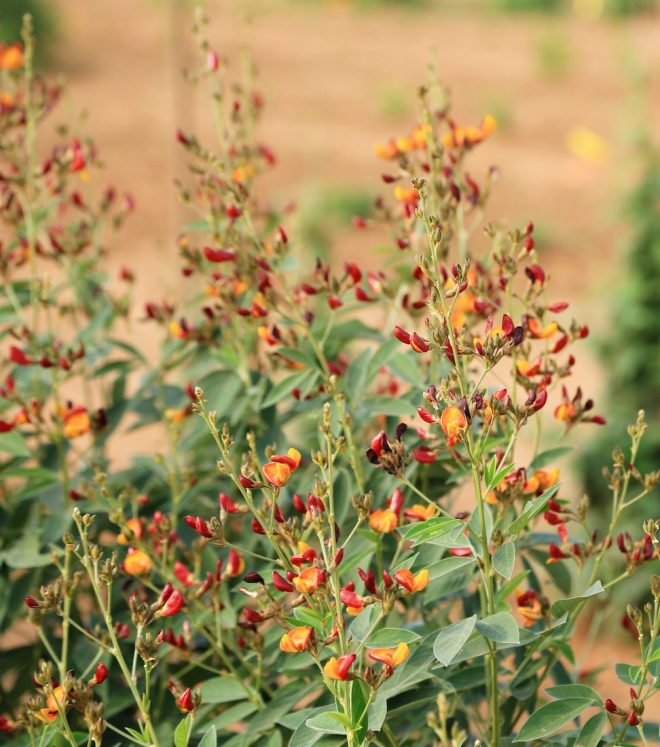 Field of Regeneration and Charactarization of Pigeon pea at ICRISAT. Picture here: Cultivated Pigeon Pea - Cajanus Cajan. Credit: Shawn Landersz