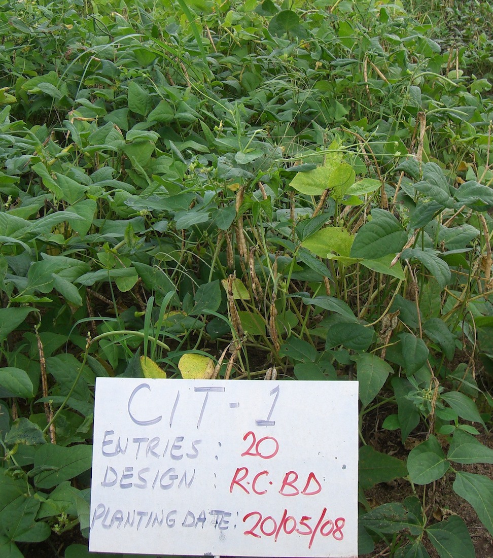 Cowpea Evaluation Trial at the Crops Research Institute (CRI) - Kumasi, Ghana Credit: Global Crop Diversity Trust